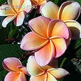 Frangipani, Hawaiana Fiore 20PCS / BAG Plumeria semi rari fiore esotico semi di fiore Egg semi 