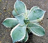 Vistaric Agave potatorum Becky variegata vera pianta rara non sansevieria adenium succulenta aloe A3 