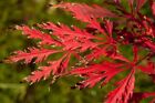 Acer palmatum "dissectum garnet" ** Acero giapponese rosso (1 pianta V18-18x16)