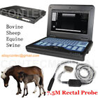 Ecografo portatile Macchina veterinaria Sonda rettale cavallo/mucca Ultrasound