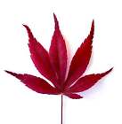 Acer palmatum "bloodgood" GRAFTED 70-90cm -  - acero giapponese rosso **