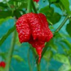 CAROLINA REAPER - WORLD S HOTTEST CHILI PEPPER - 10 SEEDS, ISOLATED PLANTS