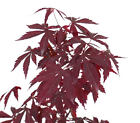 Acer palmatum cv. "deshojo" ** Acero giapponese rosso (1 pianta V18-18x16)