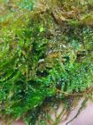Mini christmass moss/muschio 5x5cm/gamberetti/acquario/pesci/caridine