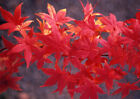 Acero rosso giapponese "Acer palmatum Momiji" pianta in vaso h. 60/100 cm
