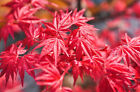 Acer palmatum cv. "deshojo" - acero giapponese rosso (1 pianta vq9-9x9x10) **