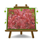 Acero Palmato - Acer Dissectum Momiji Garnet - Alberello - vaso da 19 H: 35-40cm