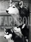 Foto vintage Animali, un husky con due cuccioli, stampa 21 x 15 cm