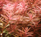 piante acquario vere vive rosse pianta Rotala Rotundifolia x 6 talee rapida ada