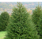 Abete rosso "Picea abies" Peccio Albero di Natale in mastello h. 80/100 cm