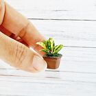 Arredamento in miniatura unico per piante Monstera in vaso per casa delle...