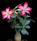 Adenium obesum 6-12cm -  - rosa del deserto **