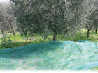 Telo Rete per la Raccolta delle Olive 6x8m Antispina Rinforzato con Occhielli