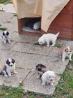 cuccioli di cani pastore maremmano in regalo (per info 3893139034)