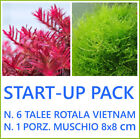 pianta piante vive vere per acquario dolce Rotala Vietnam H RAH e Muschio 8x8cm