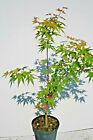 Acer giapponese palmato Sango Kaku Corallinum pianta ornamentale per giardino