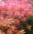 piante vive vere per acquario dolce tropicale pianta facile lotto rosse 6 talee