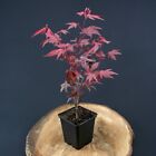 Acero rosso giapponese "Acer palmatum Fireglow" pianta innestata in vaso ø9 cm