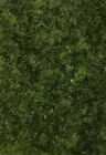 Mini Christmas Moss/muschio raro 5x5cm/Moss/gamberetti/acquario/pesci/caridine