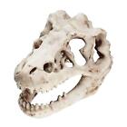Acquario Dinosauro Cranio Testa Decorazione Scheletro Buco Grotta Rettili