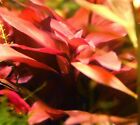 pianta piante per acquario vive vere acqua dolce rosse Ludwigia 6 x talee mature