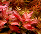 piante piante vive vere per acquario dolce rosse tropicale rapida Ludwigia lotto
