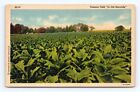 Tabacco Campo IN Vecchio Kentucky Agricolo Orizzontale Unp Non Usato Lino