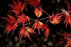 Acero rosso giapponese Acer palmatum dissectum Emerald Lace pianta vaso ø11 cm