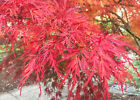 Acero rosso giapponese "Acer palmatum Seiryu" pianta in vaso ø11 cm