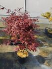 acero giapponese rosso di 2 anni pianta ornamentale per giardino