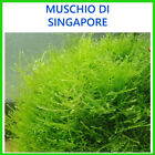 pianta piante vere vive raro moss muschio di singapore acquario di acqua dolce