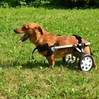 Carrello deambulatore per cane disabile per zampe posteriori .