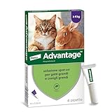 Advantage spot-on trattamento antipulci per gatti grandi e conigli grandi, 4 pipette.