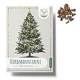 20x Semi di abete Nordmann (Abies nordmanniana) - Piantate il vostro albero di Natale come regalo