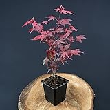 Acero rosso giapponese "Acer palmatum Fireglow" pianta innestata in vaso ø9 cm Vivaio di Castelletto