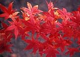 Acero rosso giapponese"Acer palmatum Momiji", Pianta in Vaso, Albero vero h. 1/1,5 m, Vivaio di Castelletto