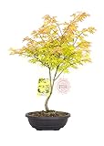 Vannucci Piante - Acer palmatum  Summergold , Acero Bonsai, Pianta vera in vaso, Pianta da appartamento
