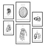 Nacnic Set di 6 Poster di Anatomia Umana. Collezione di Fogli nordici per la Decorazione di cliniche e studi. Formati A3 e A4. Senza Cornice.