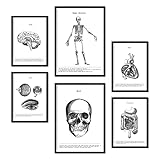 Nacnic Set di 6 Poster di Anatomia Umana. Collezione di Fogli Decorativi nordici per la Decorazione di uffici e studi. Formati A3 e A4. Senza Cornice.