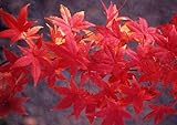 Acero rosso giapponese "Acer palmatum Momiji" pianta in vaso h. 60/100 cm Vivaio di Castelletto