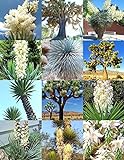 YUCCA MIX, rara palma agave aloe esotico fiore di semi misti succulenta 15 semi