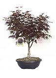 Vannucci Piante - Acer palmatum  Bloodgood , Acero Bonsai, Pianta vera in vaso, Pianta da appartamento