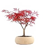 Acero Rosso Giapponese Altezza 30 cm, Pianta Vera, Bonsai- posizionare all Esterno in una Zona Luminosa, Vaso Artigianale in Terracotta - Bianco