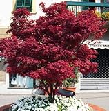 Acero Rosso Giapponese, Acer Palmatum Fireglow, Pianta in Vaso ø 22 cm, Pianta vera, Vivaio di Castelletto