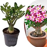 Plant in a Box - Adenium Obesum - Rosa del deserto - Vaso 10,5cm - Altezza 25-40cm