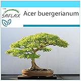 SAFLAX - Confezione regalo - Acero tridente - 30 semi - Acer buergerianum