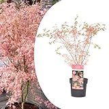 Plant in a Box - Acero giapponese  Taylor  - Acer Palmatum resistente - Acer in edizione limitata - Vaso 19cm - Altezza 50-60cm