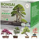 Easy Bonsai Kit - Coltivazione kit bonsai 4 diversi semi bonsai - il tuo bellissimo albero bonsai vero - set regalo sostenibile/set piantare con istruzioni e accessori - kit piante vere da interno
