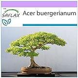 SAFLAX - Acero tridente - 30 semi - Acer buergerianum