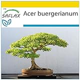 SAFLAX - Set per la coltivazione - Acero tridente - 30 semi - Acer buergerianum
